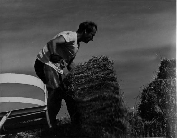 (3725) Farm laborer, hay bales (3725) Farm laborer, hay bales